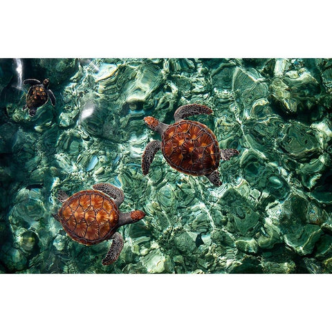 Sea Turtles in Crystal Water Gold Ornate Wood Framed Art Print with Double Matting by Jenny Rainbow Fine Art