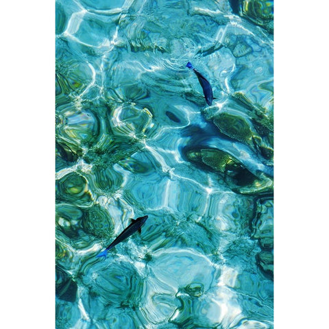 Maldives Fishes in the Clear Water 2 Gold Ornate Wood Framed Art Print with Double Matting by Jenny Rainbow Fine Art