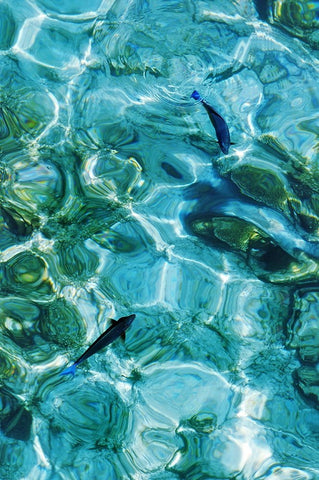 Maldives Fishes in the Clear Water 2 White Modern Wood Framed Art Print with Double Matting by Jenny Rainbow Fine Art