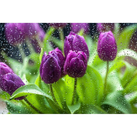 Purple Tulips in Rain Black Modern Wood Framed Art Print with Double Matting by Jenny Rainbow Fine Art