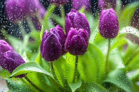 Purple Tulips in Rain Black Ornate Wood Framed Art Print with Double Matting by Jenny Rainbow Fine Art