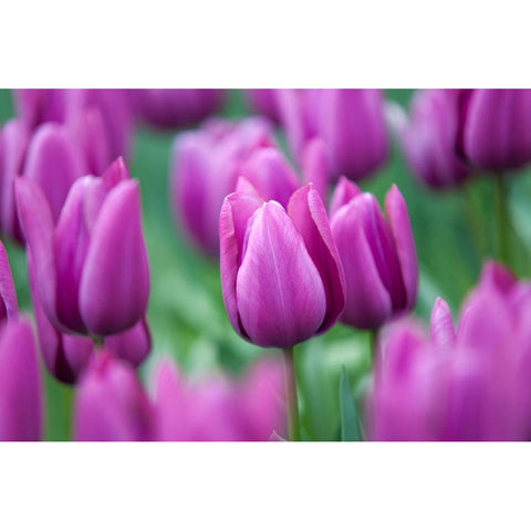 Purple Tulips of Keukenhof White Modern Wood Framed Art Print by Jenny Rainbow Fine Art