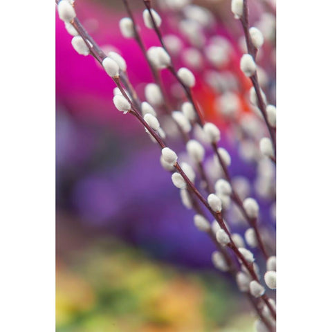 Spring Willow Branch White Modern Wood Framed Art Print by Jenny Rainbow Fine Art