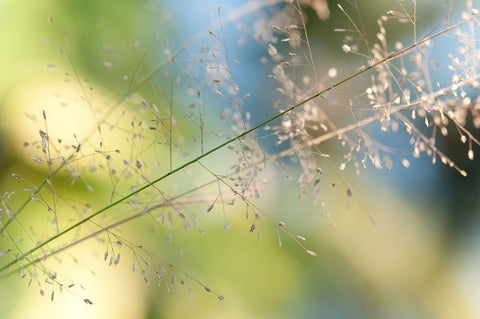 The Beauty of the Earth Black Ornate Wood Framed Art Print with Double Matting by Jenny Rainbow Fine Art