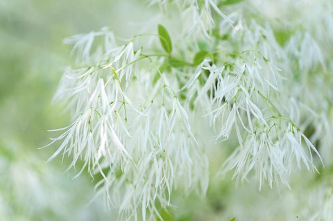 White Fringetree White Modern Wood Framed Art Print with Double Matting by Jenny Rainbow Fine Art