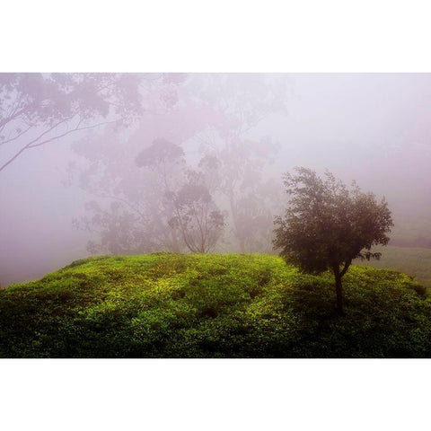 Ghost Tree in the Haunted Forest White Modern Wood Framed Art Print by Jenny Rainbow Fine Art