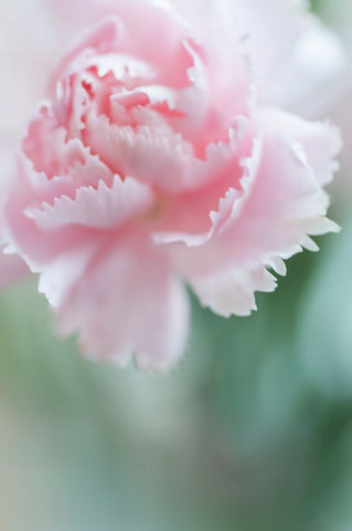 Macro of Pink Carnation Black Ornate Wood Framed Art Print with Double Matting by Jenny Rainbow Fine Art