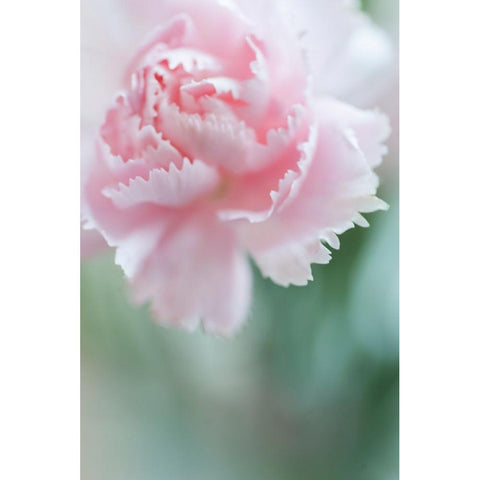 Macro of Pink Carnation White Modern Wood Framed Art Print by Jenny Rainbow Fine Art