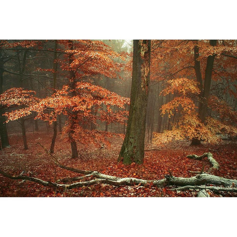 Magic of Fall Woods Gold Ornate Wood Framed Art Print with Double Matting by Jenny Rainbow Fine Art