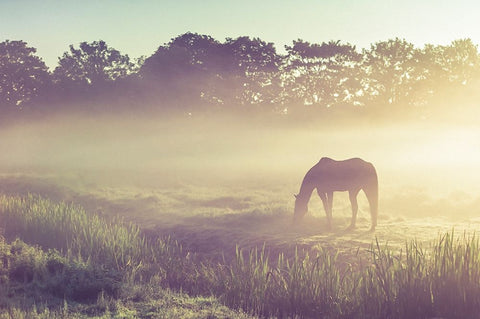 Misty Morning on the Dutch Field White Modern Wood Framed Art Print with Double Matting by Jenny Rainbow Fine Art