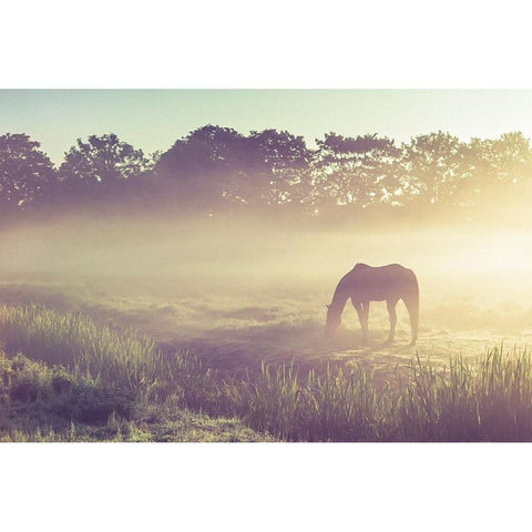 Misty Morning on the Dutch Field Gold Ornate Wood Framed Art Print with Double Matting by Jenny Rainbow Fine Art