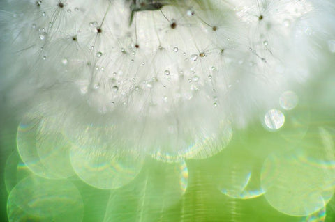 Mr Dandelion Inner Light White Modern Wood Framed Art Print with Double Matting by Jenny Rainbow Fine Art