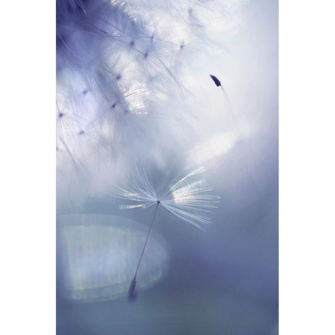 Mr Dandelion Light Flight Black Modern Wood Framed Art Print with Double Matting by Jenny Rainbow Fine Art