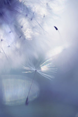 Mr Dandelion Light Flight White Modern Wood Framed Art Print with Double Matting by Jenny Rainbow Fine Art