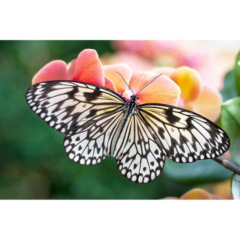 Paper Kite Tropical Butterfly 1 Gold Ornate Wood Framed Art Print with Double Matting by Jenny Rainbow Fine Art