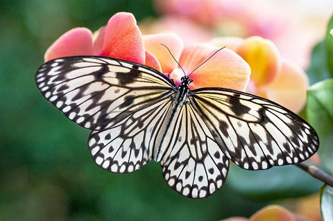 Paper Kite Tropical Butterfly 1 White Modern Wood Framed Art Print with Double Matting by Jenny Rainbow Fine Art