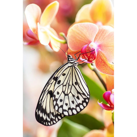 Paper Kite Tropical Butterfly 2 White Modern Wood Framed Art Print by Jenny Rainbow Fine Art