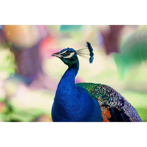 Peacock Bird of Paradise White Modern Wood Framed Art Print by Jenny Rainbow Fine Art