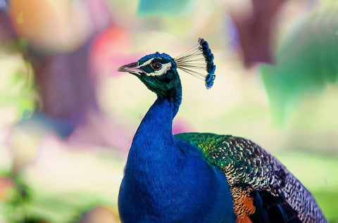 Peacock Bird of Paradise Black Ornate Wood Framed Art Print with Double Matting by Jenny Rainbow Fine Art