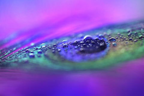 Peacock Diamonds Black Ornate Wood Framed Art Print with Double Matting by Jenny Rainbow Fine Art