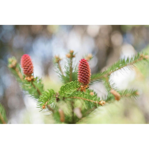 Pine Cones in Spring Time Gold Ornate Wood Framed Art Print with Double Matting by Jenny Rainbow Fine Art