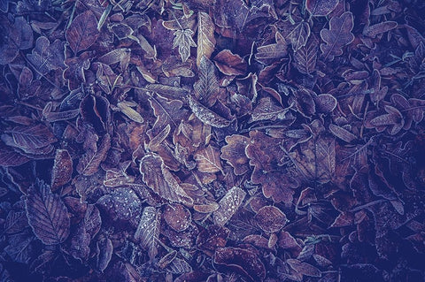 Purple Carpet of Frozen Leaves Black Ornate Wood Framed Art Print with Double Matting by Jenny Rainbow Fine Art