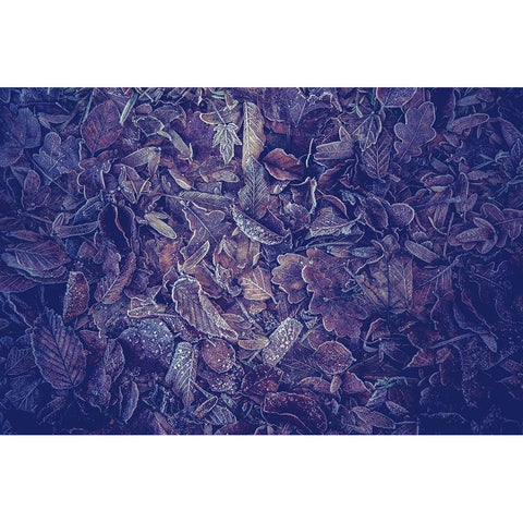 Purple Carpet of Frozen Leaves Gold Ornate Wood Framed Art Print with Double Matting by Jenny Rainbow Fine Art