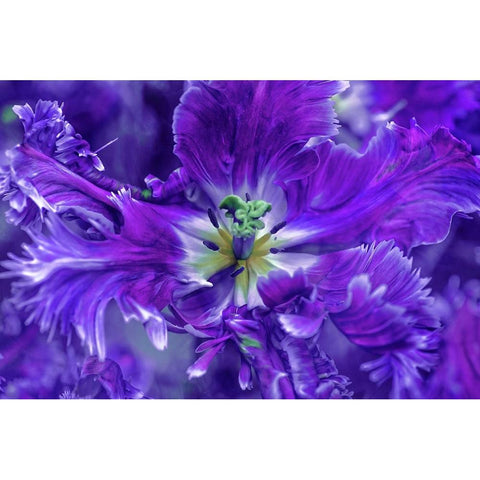 Purple Mysterious Parrot Tulip White Modern Wood Framed Art Print by Jenny Rainbow Fine Art