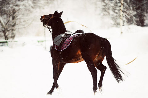 Race in the Snow Black Ornate Wood Framed Art Print with Double Matting by Jenny Rainbow Fine Art