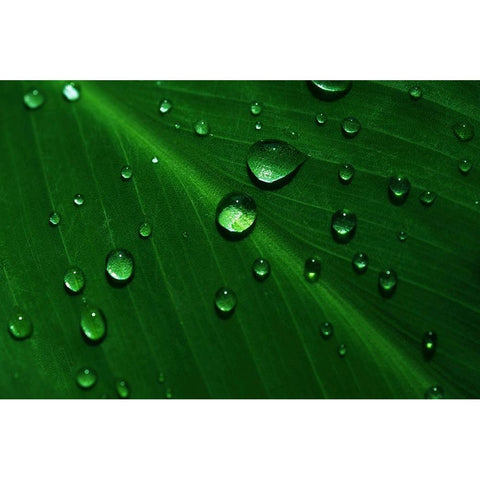 Rain Drops On Green Leaf Macro Black Modern Wood Framed Art Print by Jenny Rainbow Fine Art