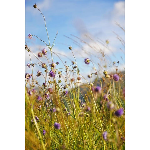 Sunny Bliss Black Modern Wood Framed Art Print with Double Matting by Jenny Rainbow Fine Art