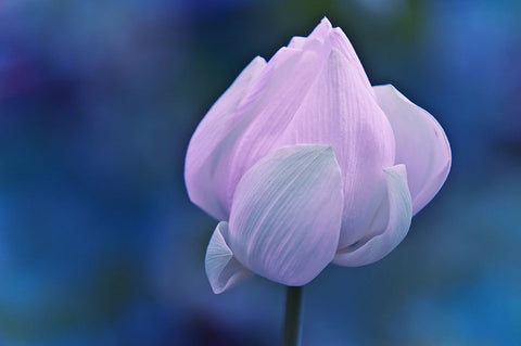 Tender Morning with Lotus White Modern Wood Framed Art Print with Double Matting by Jenny Rainbow Fine Art