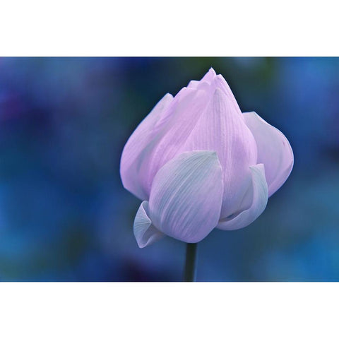 Tender Morning with Lotus Black Modern Wood Framed Art Print with Double Matting by Jenny Rainbow Fine Art