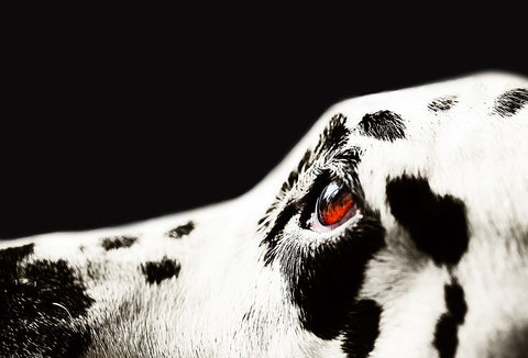 The Amber Eye of Dalmatian Dog White Modern Wood Framed Art Print with Double Matting by Jenny Rainbow Fine Art