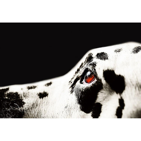 The Amber Eye of Dalmatian Dog Black Modern Wood Framed Art Print with Double Matting by Jenny Rainbow Fine Art