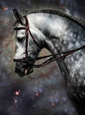 The Horse Among the Stars White Modern Wood Framed Art Print with Double Matting by Jenny Rainbow Fine Art