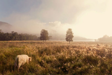 Dreamy Fields White Modern Wood Framed Art Print with Double Matting by Jenny Rainbow Fine Art