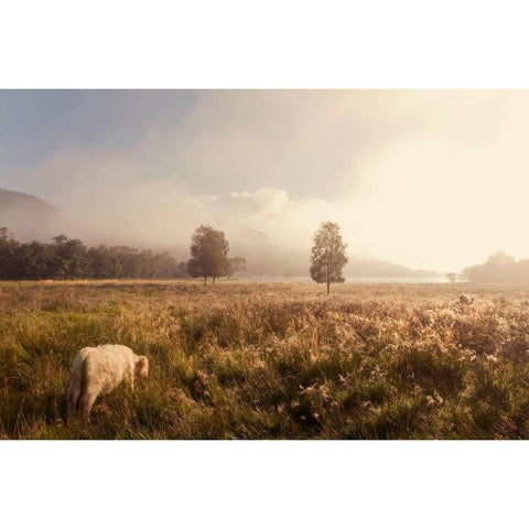 Dreamy Fields White Modern Wood Framed Art Print by Jenny Rainbow Fine Art