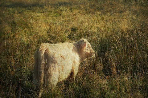 Furry Baby of Highland Cow White Modern Wood Framed Art Print with Double Matting by Jenny Rainbow Fine Art