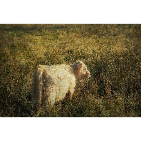 Furry Baby of Highland Cow Gold Ornate Wood Framed Art Print with Double Matting by Jenny Rainbow Fine Art