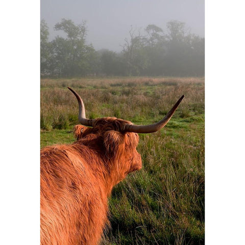 Highland Cow White Modern Wood Framed Art Print by Jenny Rainbow Fine Art