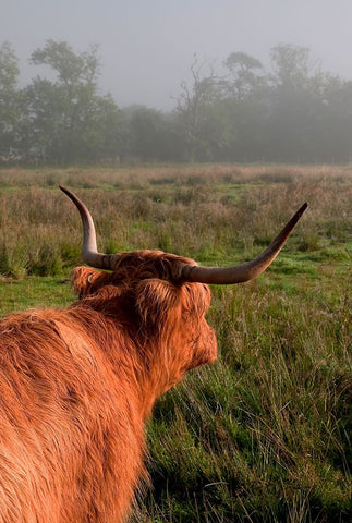 Highland Cow White Modern Wood Framed Art Print with Double Matting by Jenny Rainbow Fine Art