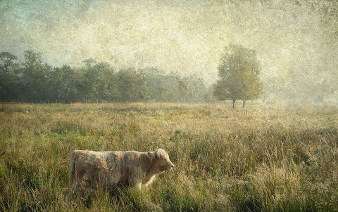 Little Highlander White Modern Wood Framed Art Print with Double Matting by Jenny Rainbow Fine Art