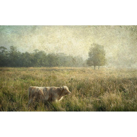 Little Highlander White Modern Wood Framed Art Print by Jenny Rainbow Fine Art