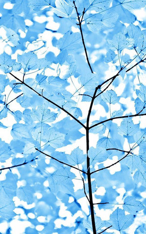 Blue Leaves 3 White Modern Wood Framed Art Print with Double Matting by Schell, Jennie Marie