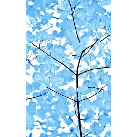 Blue Leaves 3 Black Modern Wood Framed Art Print with Double Matting by Schell, Jennie Marie