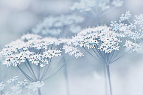 Blue Wildflowers White Modern Wood Framed Art Print with Double Matting by Schell, Jennie Marie