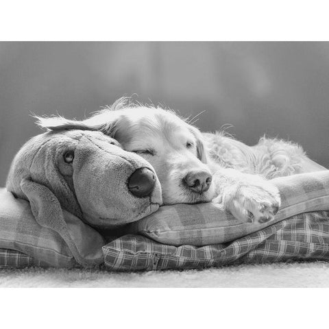 Dog Sleeping with Friend Gold Ornate Wood Framed Art Print with Double Matting by Schell, Jennie Marie