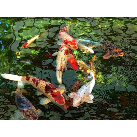 Koi Fish Pond White Modern Wood Framed Art Print by Schell, Jennie Marie