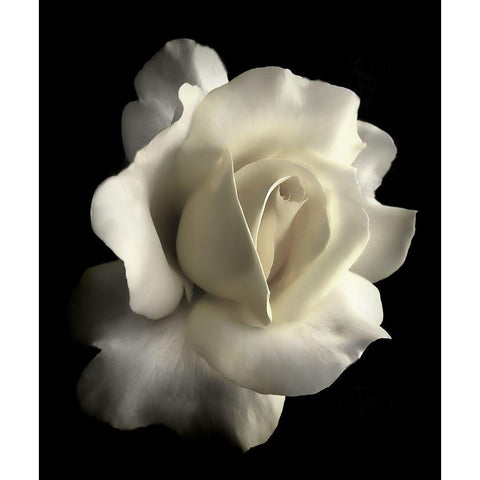 Rose White 1 Black Modern Wood Framed Art Print with Double Matting by Schell, Jennie Marie